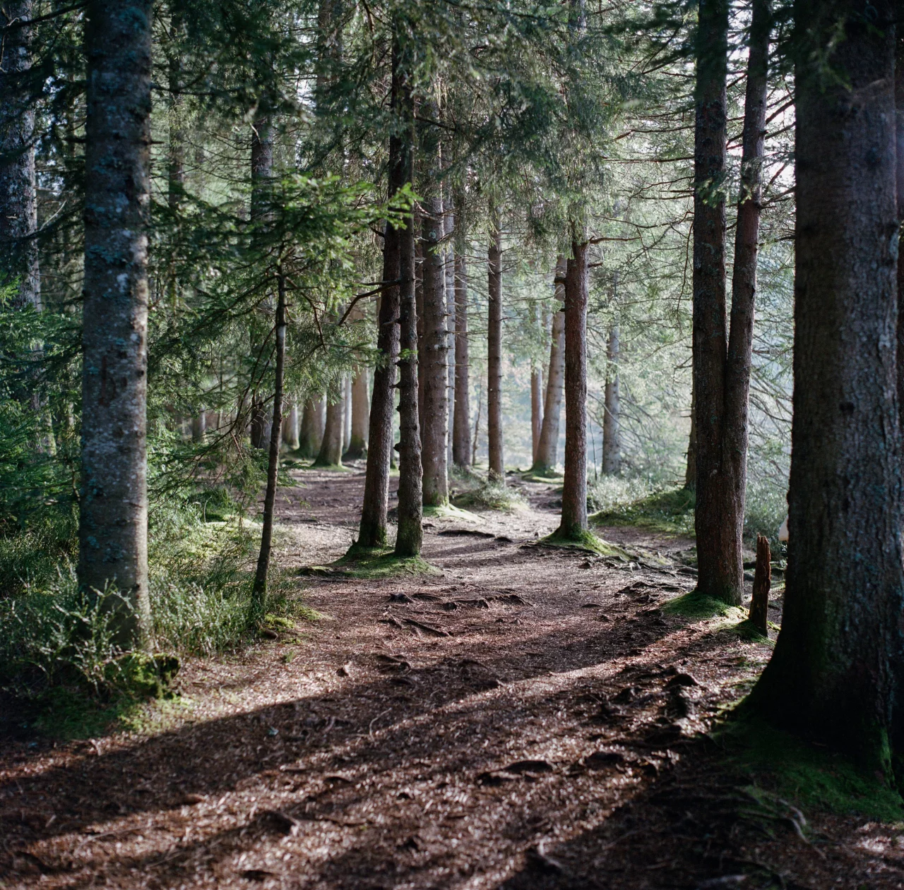 Hasselblad 500C